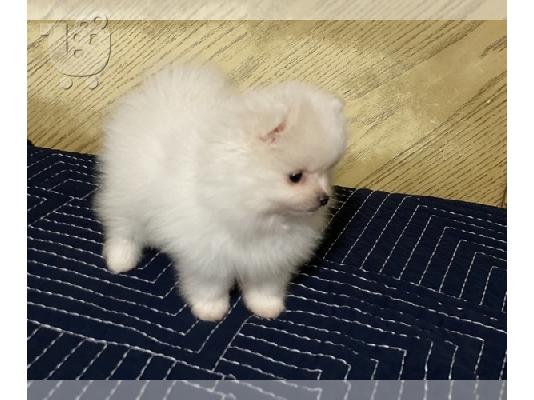 PoulaTo: Pomeranian mini